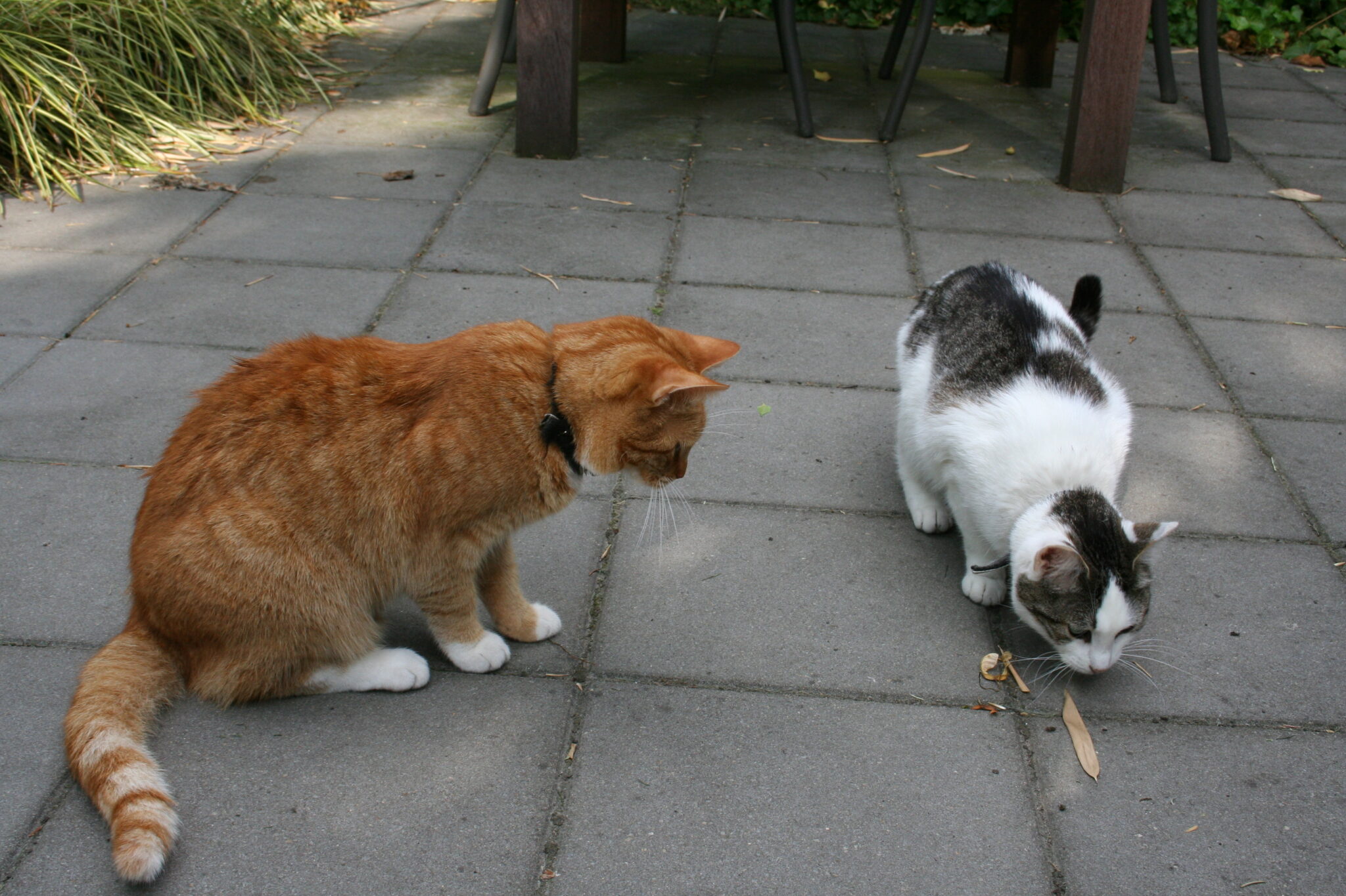 Neeltje en Saartje (2006, Tilburg).