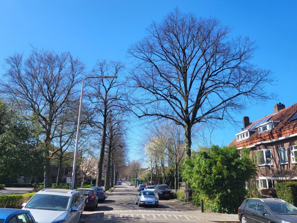 Maart 2022 bomen Jan van Beverwijckstraat.