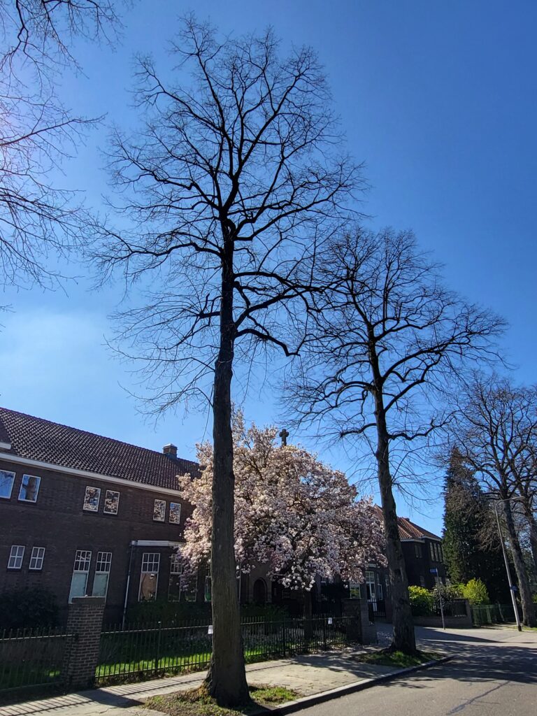 Maart 2022 bomen Jan van Beverwijckstraat.