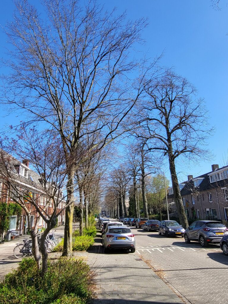 Maart 2022 bomen Jan van Beverwijckstraat.