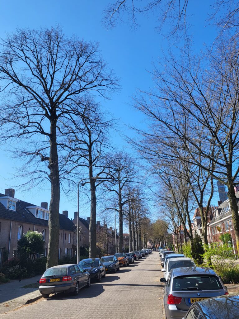 Maart 2022 bomen Jan van Beverwijckstraat.