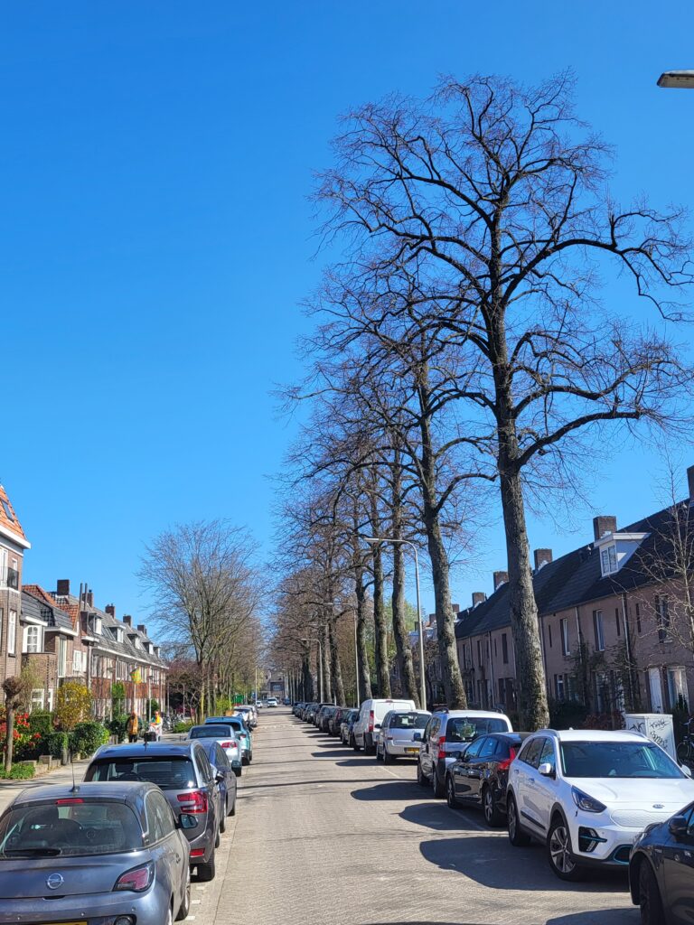 Maart 2022 bomen Jan van Beverwijckstraat.