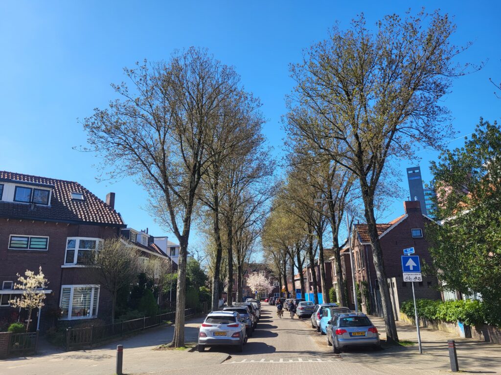Maart 2022 bomen Jan van Beverwijckstraat.