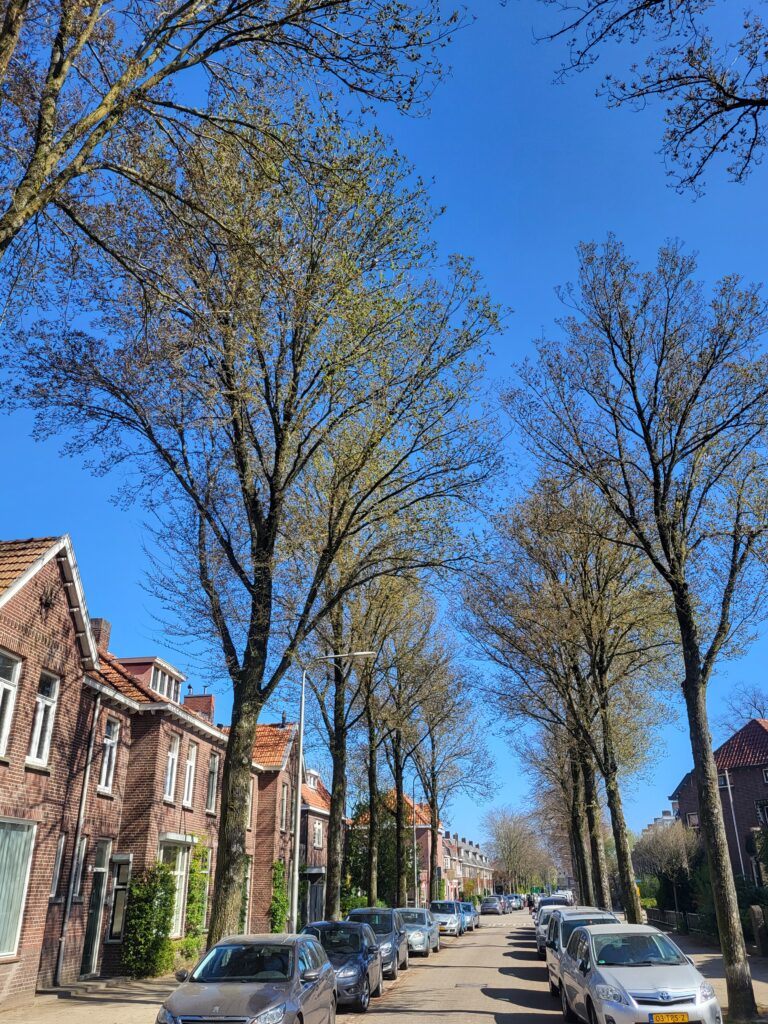 Maart 2022 bomen Jan van Beverwijckstraat.