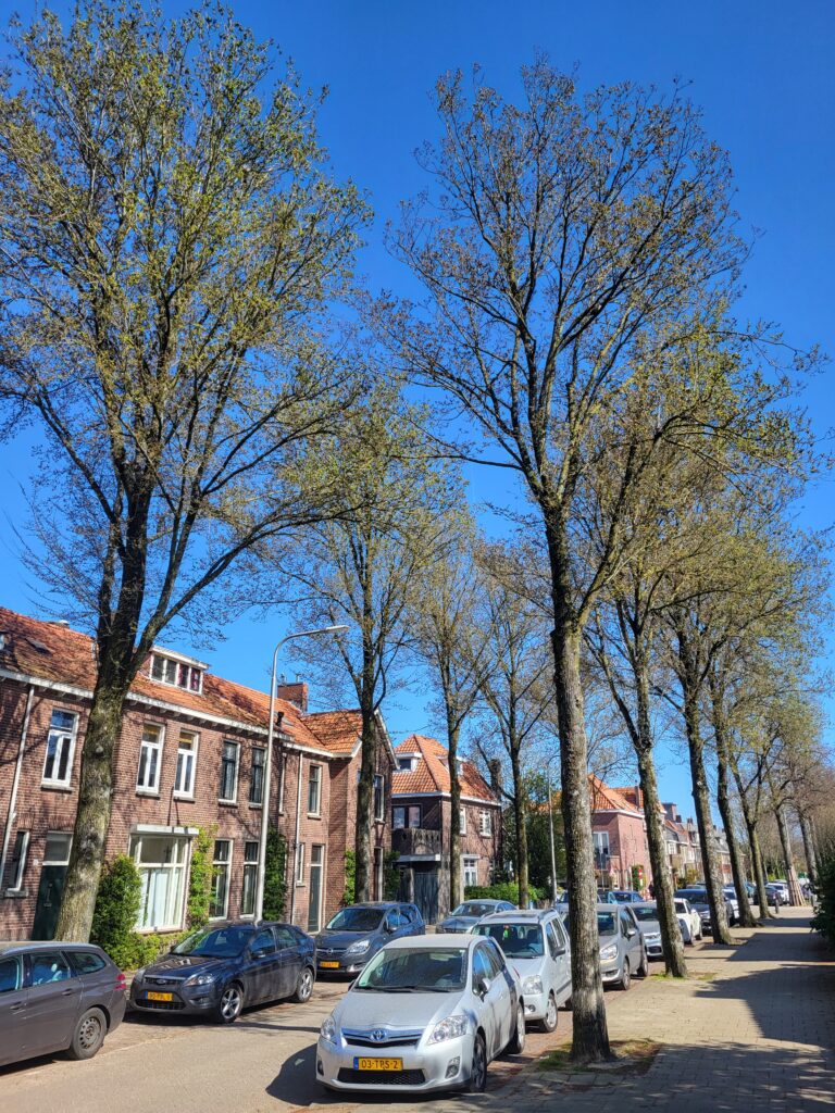 Maart 2022 bomen Jan van Beverwijckstraat.