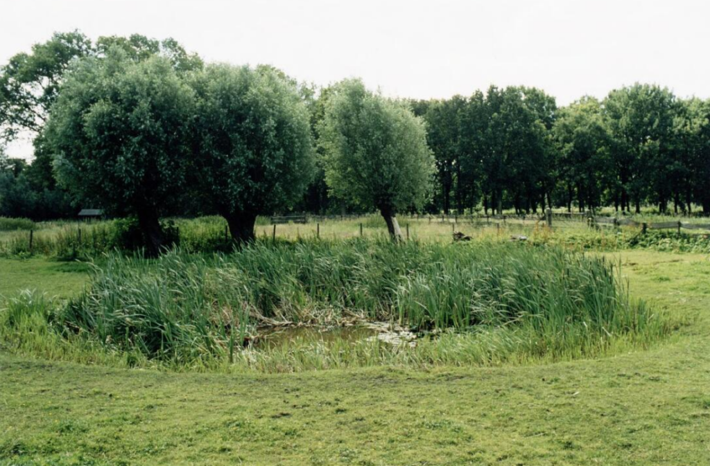 Drinkpoel Moerenburg.