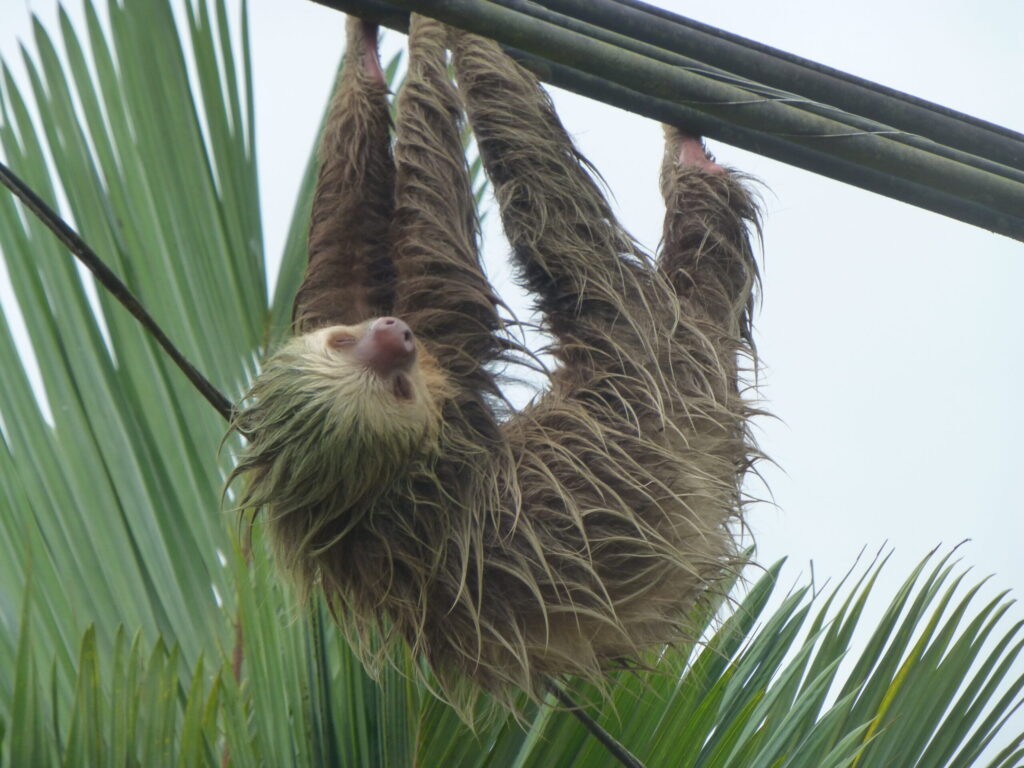 Costa Rica.