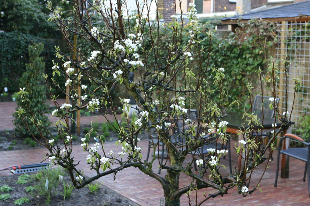 Tuin 2010.